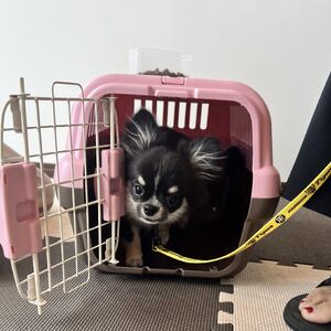 裏