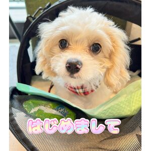 表