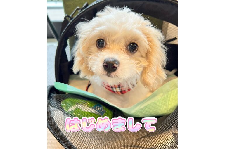 表