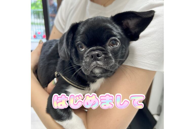 裏