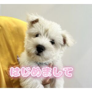 ぷう太ちゃん