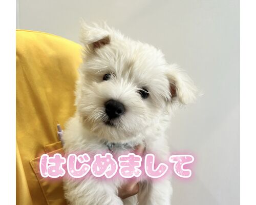 ぷう太ちゃん