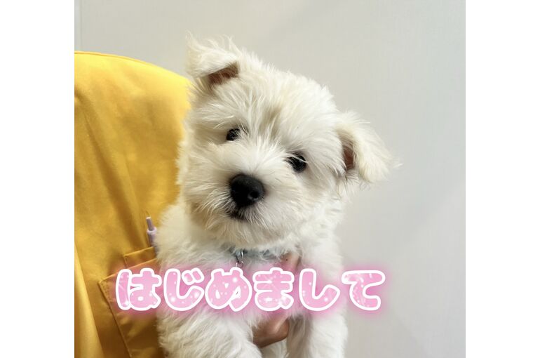 ぷう太ちゃん