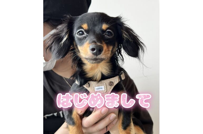 こまろちゃん
